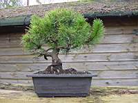 pinus mugo.JPG